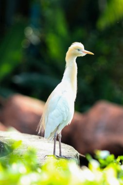 Bulanık arka planda bej kafa ile beyaz Sığır egret Portresi