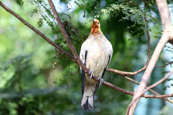 Portrait White Dove Orange Neck Sitting Tree Branch — Stock Photo, Image