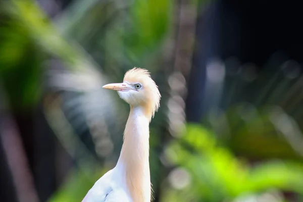 Portrait White Cattle Egret Beige Head Blurry Background — Stock Photo, Image