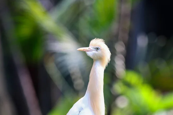 Portretul Egretului Bovine Albe Cap Bej Fundal Neclar — Fotografie, imagine de stoc