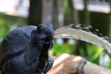 doğal yaşam alanında büyük siyah padok