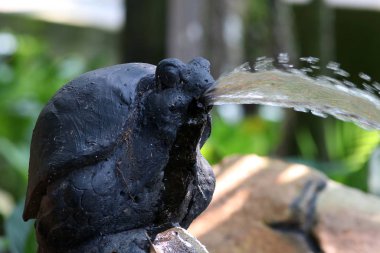 doğal yaşam alanında büyük siyah padok