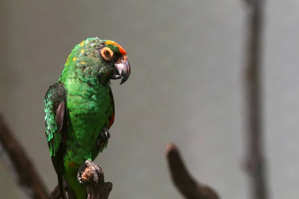 Dalüzerinde Oturan Yeşil Renkli Papağan Portresi — Stok fotoğraf