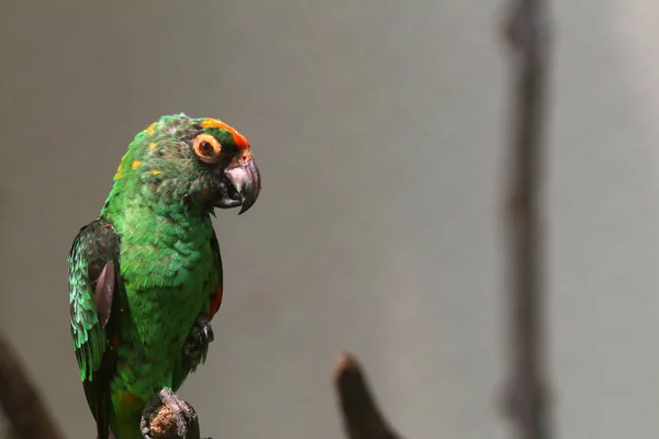 Portrait Green Colorful Parrot Sitting Branch — Stock Photo, Image