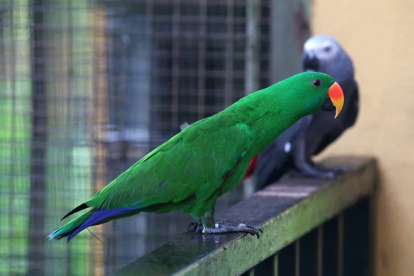 Portrait Green Colorful Parrot Sitting Branch — Stock Photo, Image