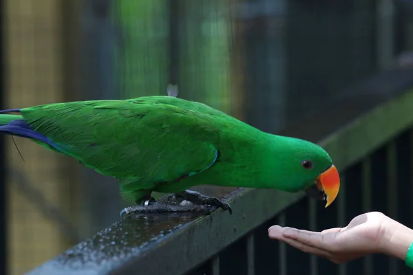 Portrait Green Colorful Parrot Sitting Branch — Stock Photo, Image