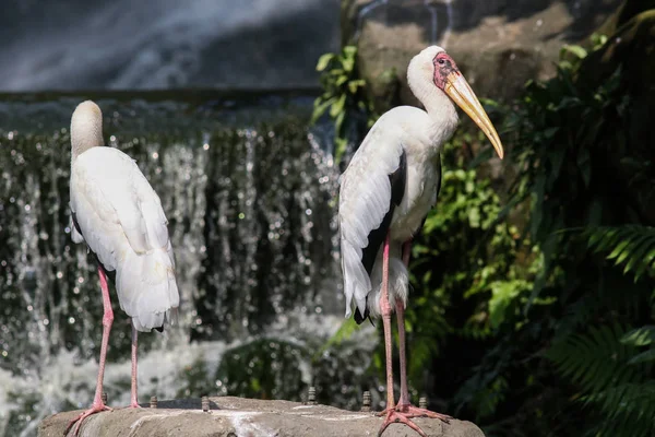 Aves Bonitas Habitat Natural — Fotografia de Stock