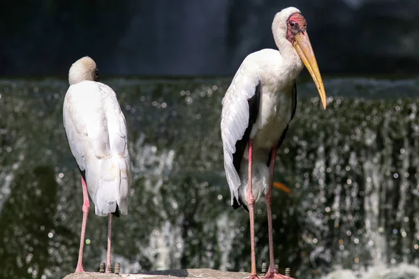 Aves Bonitas Habitat Natural — Fotografia de Stock