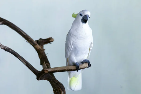 Egzotyczna Biała Papuga Pastelami Żółte Pióra Siedzi Gałęzi — Zdjęcie stockowe