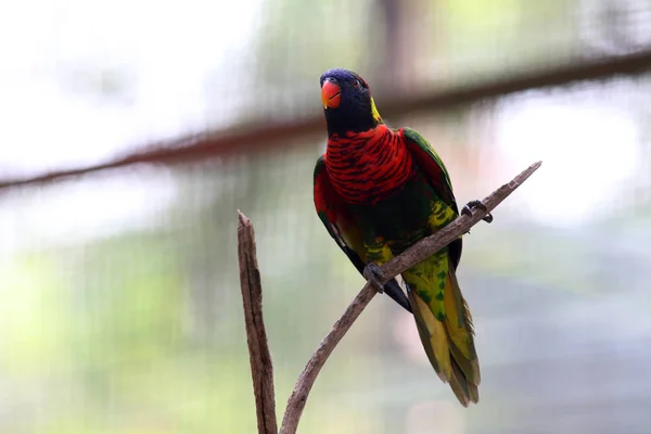 Portrait Green Colorful Parrot Sitting Branch — Stock Photo, Image