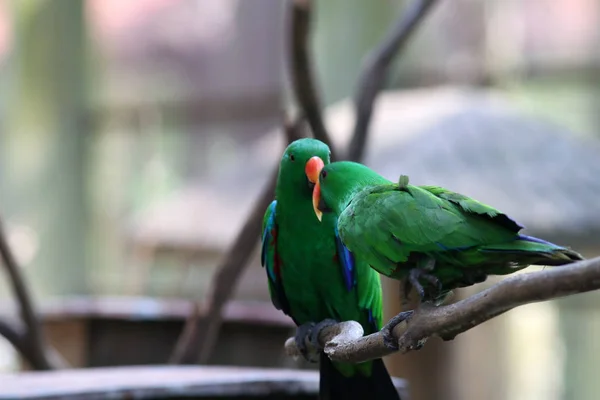 Portrait Green Colorful Parrots Sitting Branch — Stock Photo, Image