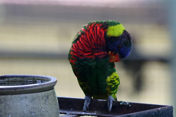 Portrait Green Colorful Parrot Sitting Branch — Stock Photo, Image