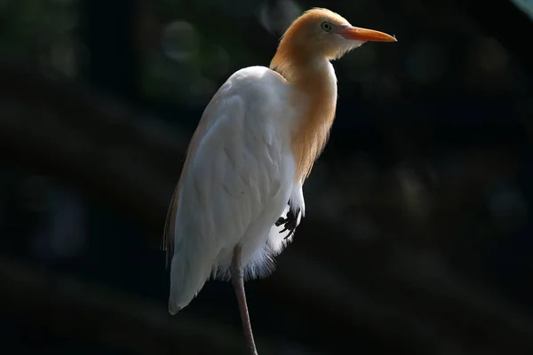 Portrait White Cattle Egret Beige Head Blurry Background — Stock Photo, Image