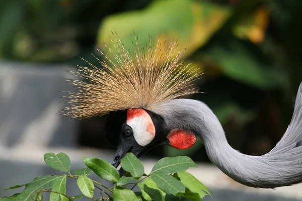 Grey Crowned Crane Balearica Regulorum Grey Crowned Crane Bird Crane — Stock Photo, Image