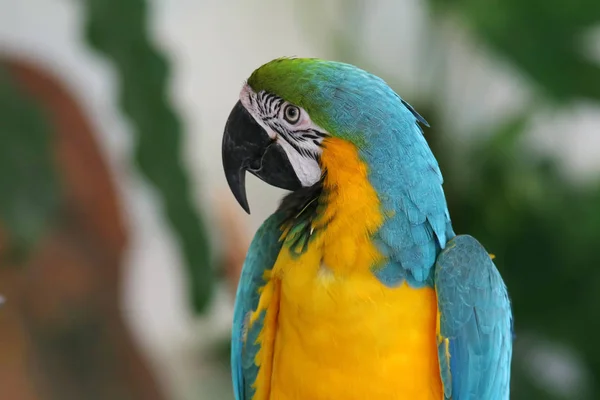 Portrait Colorful Ara Parrot Sitting Branch — Stock Photo, Image
