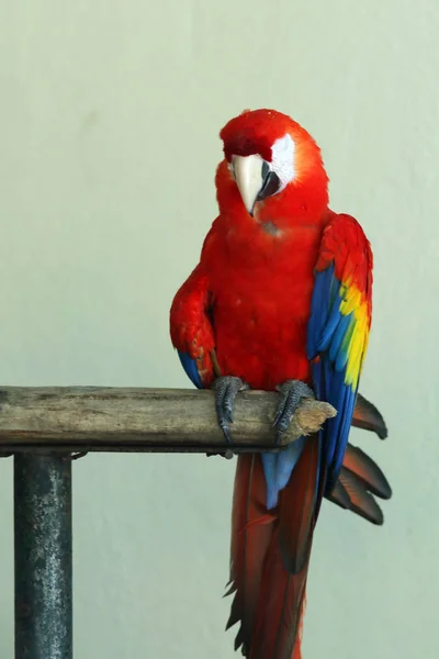 Portrait Colorful Ara Parrot Sitting Branch — Stock Photo, Image