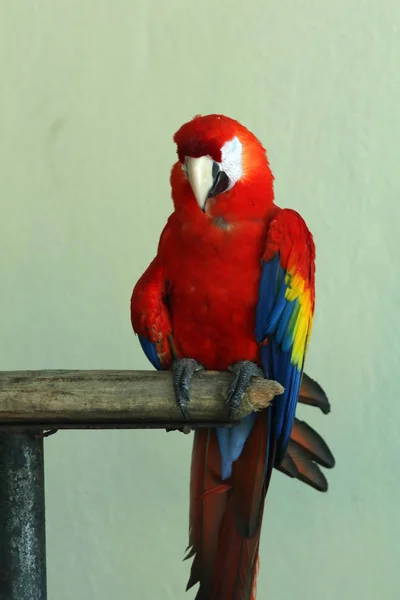 Портрет Красочного Ара Попугая Сидящего Ветке — стоковое фото