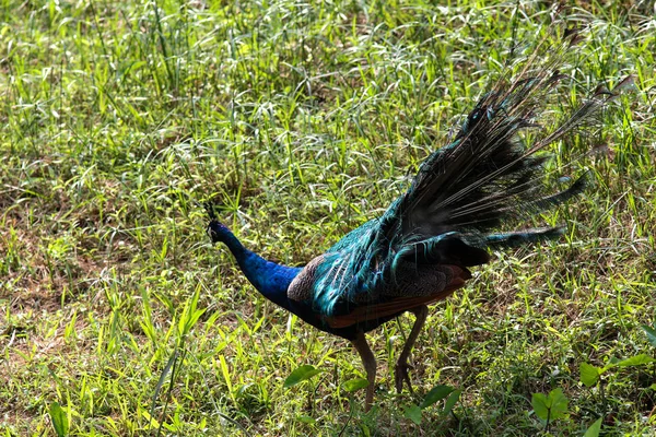 Beautiful Peacock Bright Plumage — Stock Photo, Image