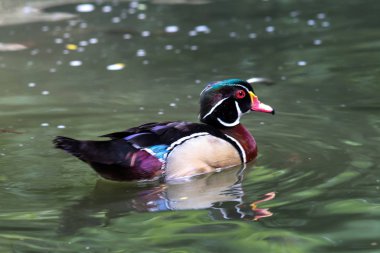 gölde güzel ördek