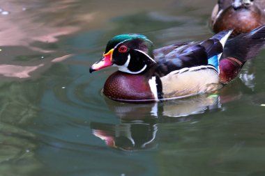 gölde güzel ördek