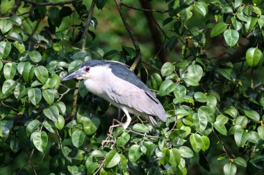 Doğal ortamda güzel bir kuş.