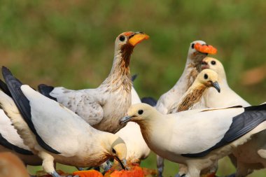 Doğranmış kabak yiyen beyaz ve sırt güvercinsürüsü 