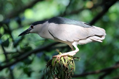 Doğal ortamda güzel bir kuş.