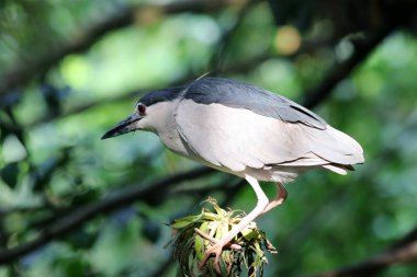 Doğal ortamda güzel bir kuş.