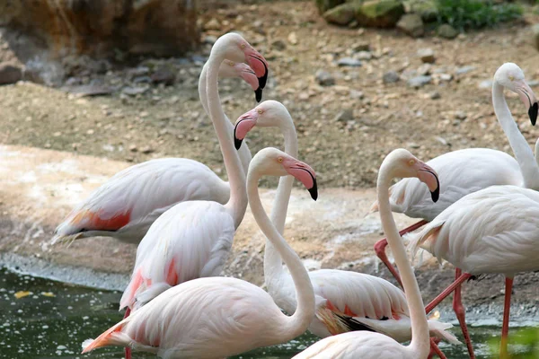 Păsări Flamingo Frumoase Habitatul Natural — Fotografie, imagine de stoc