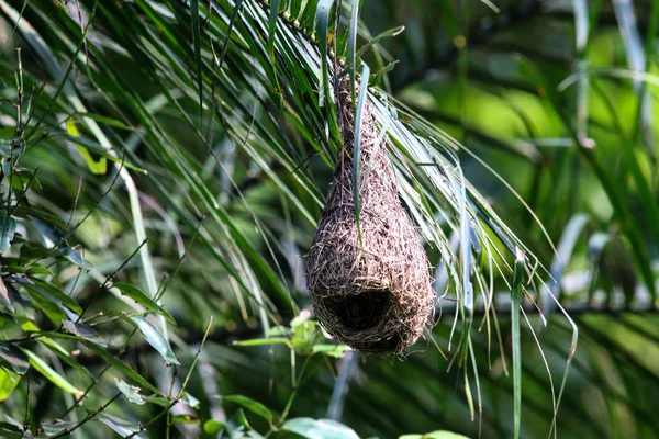 Птичье Гнездо Зеленой Листве — стоковое фото