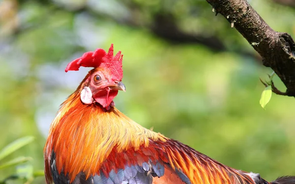 Beautiful Rooster Bright Plumage — Stock Photo, Image