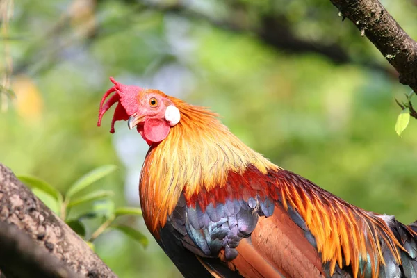 Beautiful Rooster Bright Plumage — Stock Photo, Image