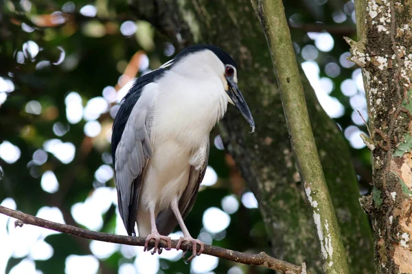 Hermoso Pájaro Hábitat Natural — Foto de Stock