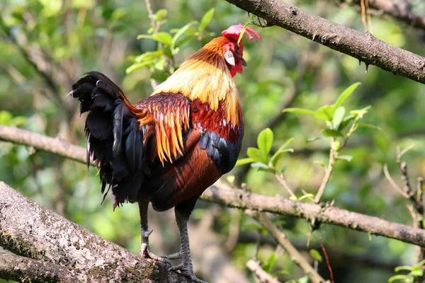 Beautiful Rooster Bright Plumage — Stock Photo, Image