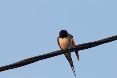 tel üzerinde güzel kuş