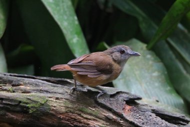 Küçük kahverengi serçe kuş ağaç gövdesi tünemiş
