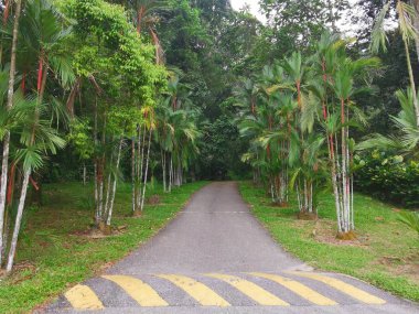 yeşil parkta tropikal ağaçlara giden yol