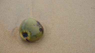 Kumsalda hindistan cevizi 