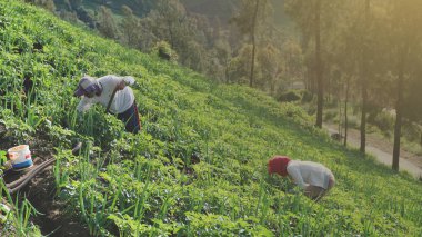 Yeşil çimenlerin üzerinde oturan kadın