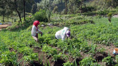 ormanda güzel aile.