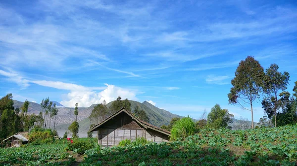 Vista Panoramica Del Villaggio Cemoro Lawang Durante Mattina Con Sfondo — Foto Stock