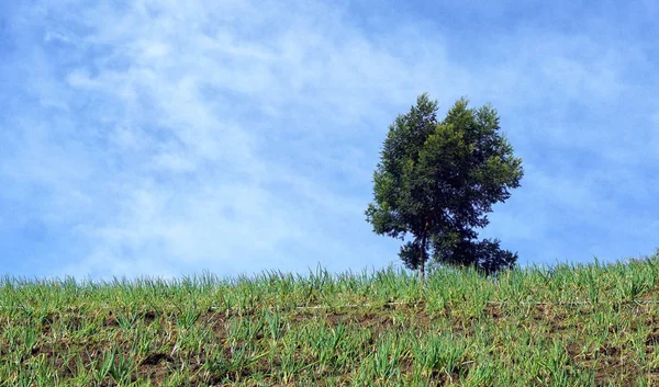 Schöne Landschaft Und Einsamer Baumbestand Mit Blauem Hintergrund — Stockfoto