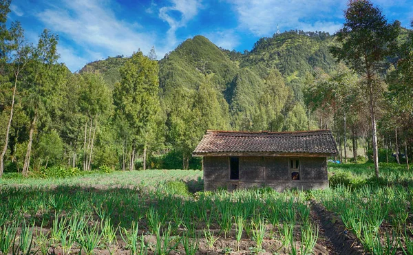 Vecchia Casa Legno Nel Bosco — Foto Stock