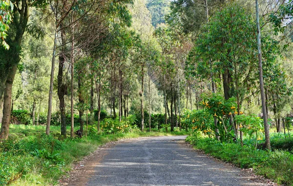 Hermoso Paisaje Rural Carretera Adecuado Para Póster Papel Pintado — Foto de Stock