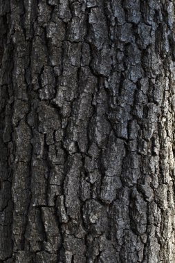 Eski meşe kabuğu. Doğal arka plan