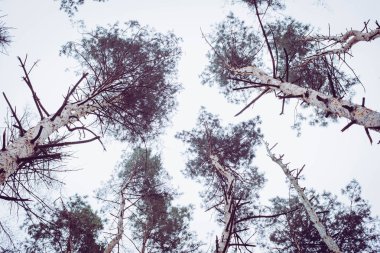 Hidroelektrik santralinin yakınında iyi bir doğa. Ağaçlar, kayalar ve nehir