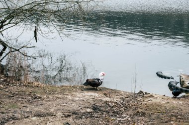 Ördek nehrin yanında duruyor.