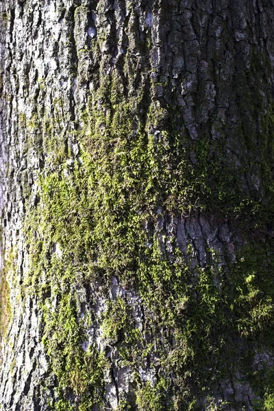 Mossa Barken Den Gamla Eken — Stockfoto