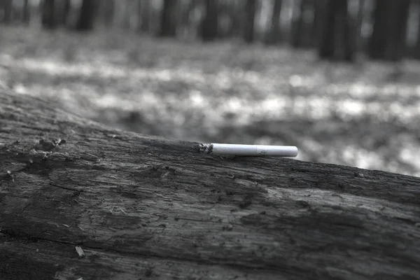 Zigarette Auf Einem Alten Baum — Stockfoto
