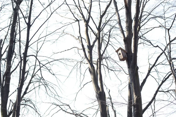 Vogelnest Auf Dem Alten Baum — Stockfoto